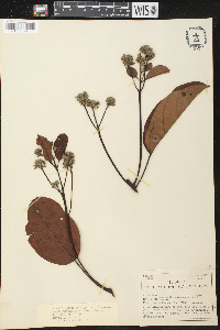 Hernandia sonora image