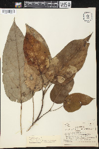 Hernandia sonora image