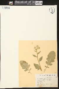 Brassica nigra image