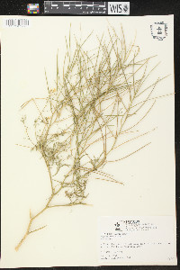 Sisymbrium altissimum image