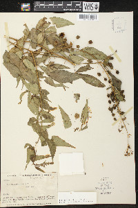 Tovaria pendula image