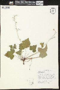 Tiarella unifoliata image