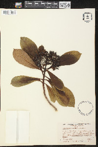 Hydrangea arguta image