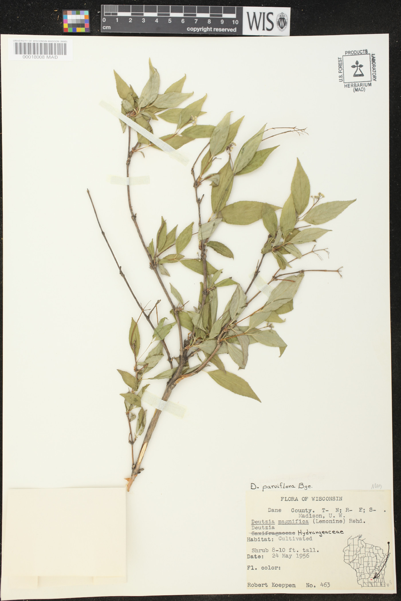 Deutzia parviflora image