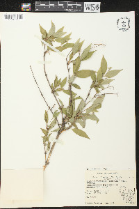 Deutzia parviflora image