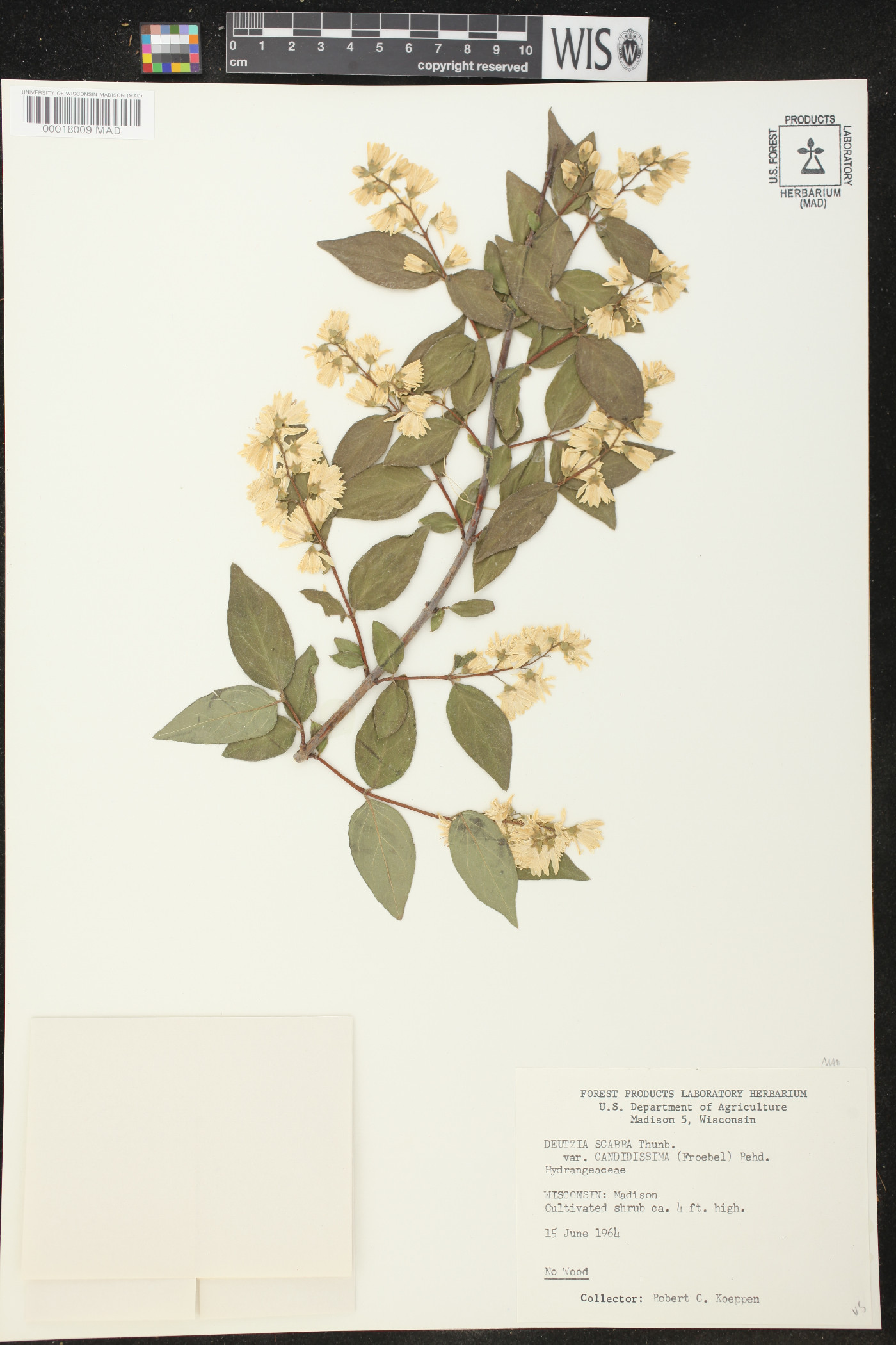 Deutzia scabra image