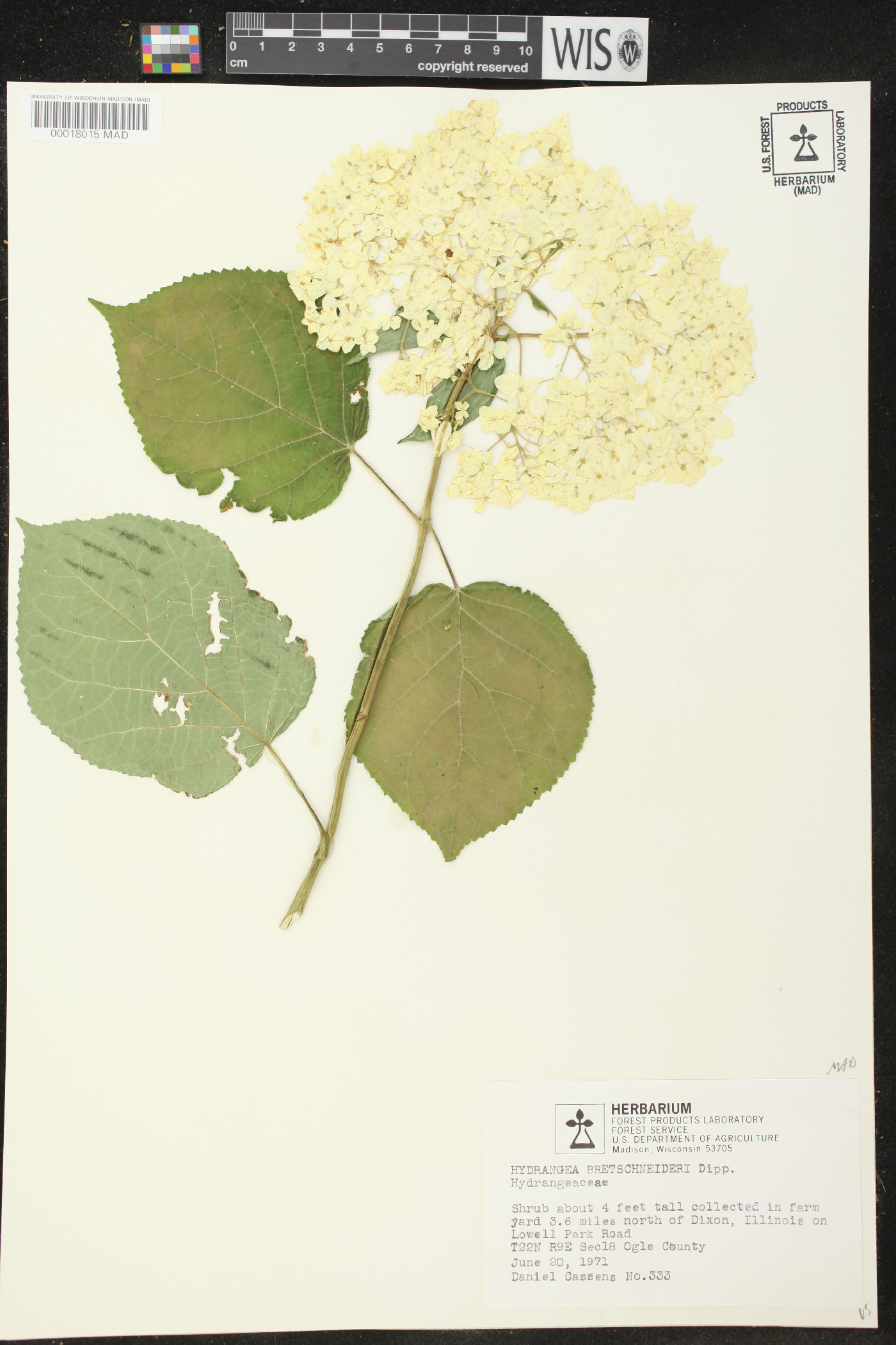 Hydrangea bretschneideri image