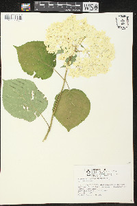 Hydrangea bretschneideri image