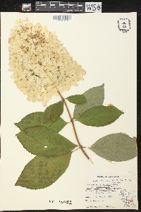 Hydrangea paniculata image