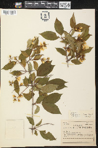 Philadelphus zeyheri image