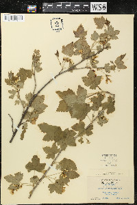 Ribes americanum image