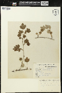 Ribes hirtellum image