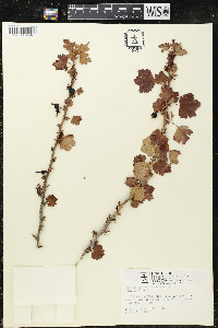 Ribes viscosissimum image