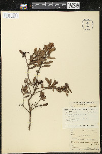 Escallonia obtusissima image