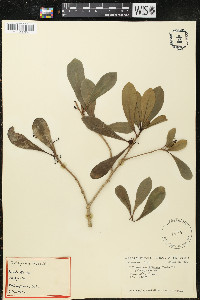 Pittosporum glabrum image