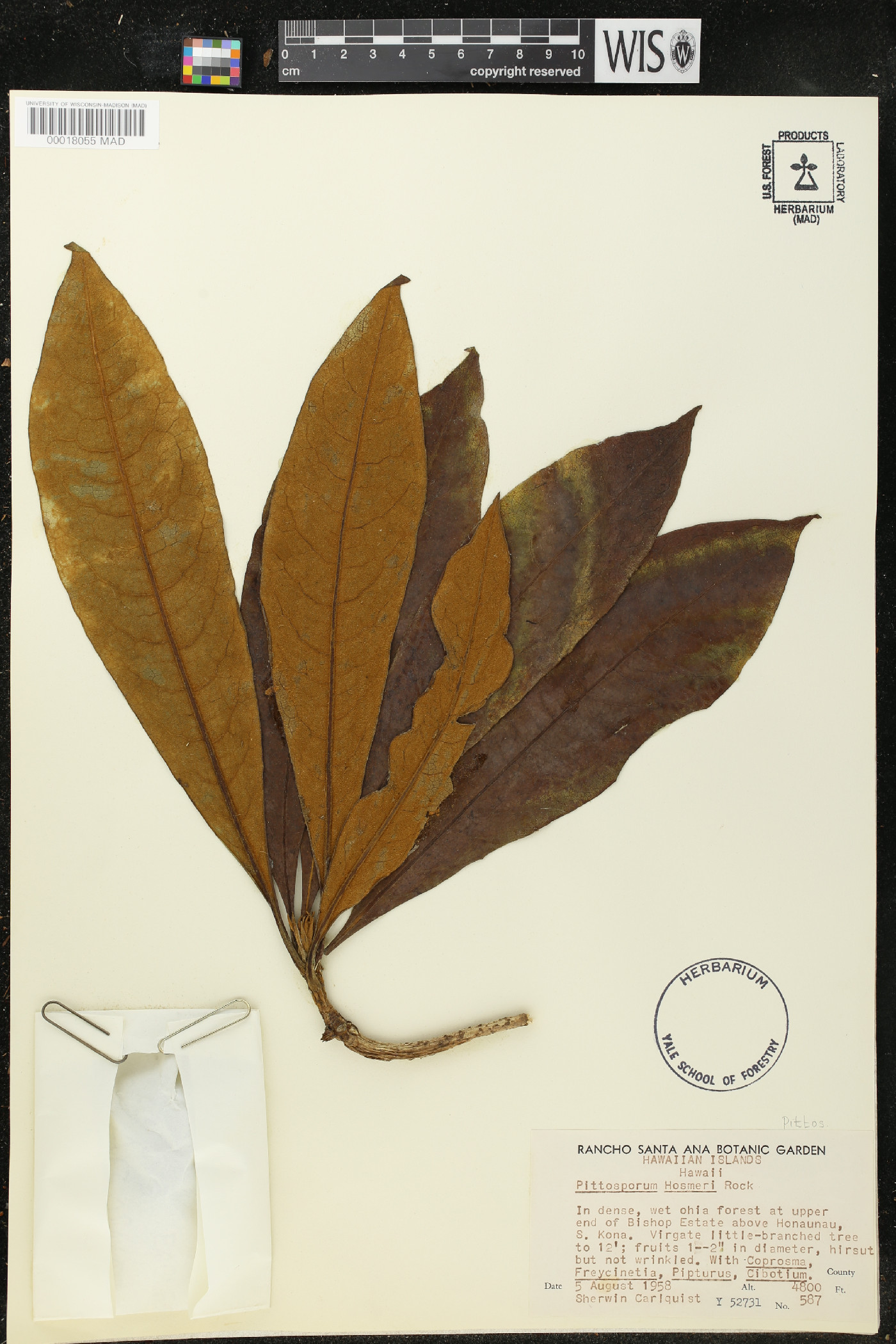 Pittosporum hosmeri image
