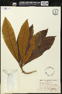 Pittosporum hosmeri image