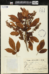 Lamanonia speciosa image