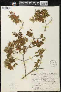 Weinmannia pinnata image