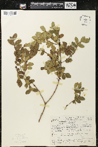 Weinmannia pinnata image