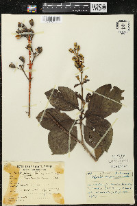 Dialypetalanthus fuscescens image