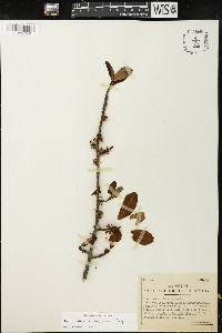Erythroxylum areolatum image