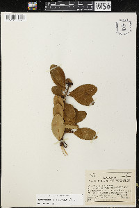 Erythroxylum areolatum image
