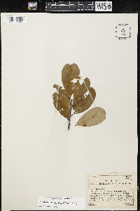 Erythroxylum areolatum image