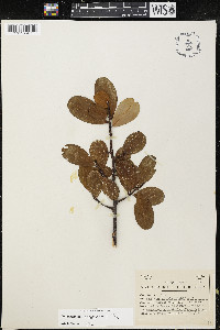 Erythroxylum areolatum image