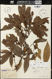 Erythroxylum citrifolium image