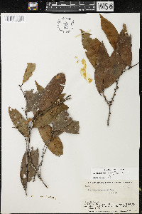 Erythroxylum citrifolium image