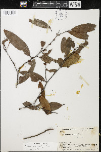 Erythroxylum citrifolium image
