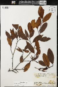 Erythroxylum citrifolium image