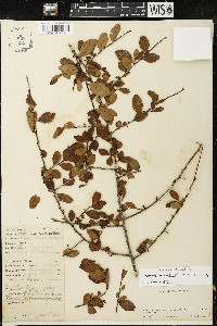 Erythroxylum cuneifolium image