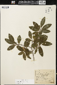Erythroxylum densum image