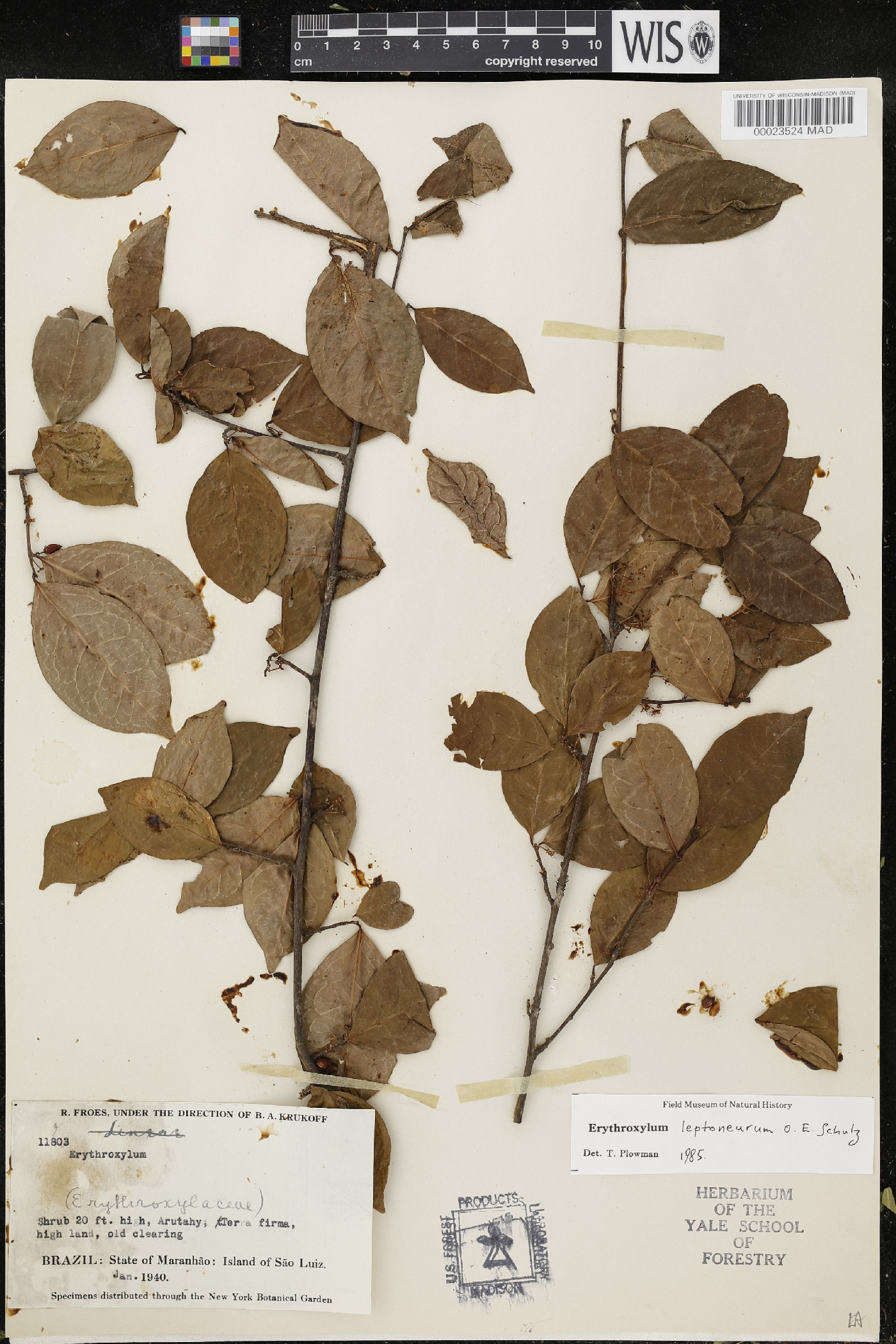 Erythroxylum leptoneurum image