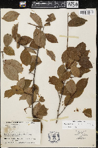 Image of Erythroxylum leptoneurum