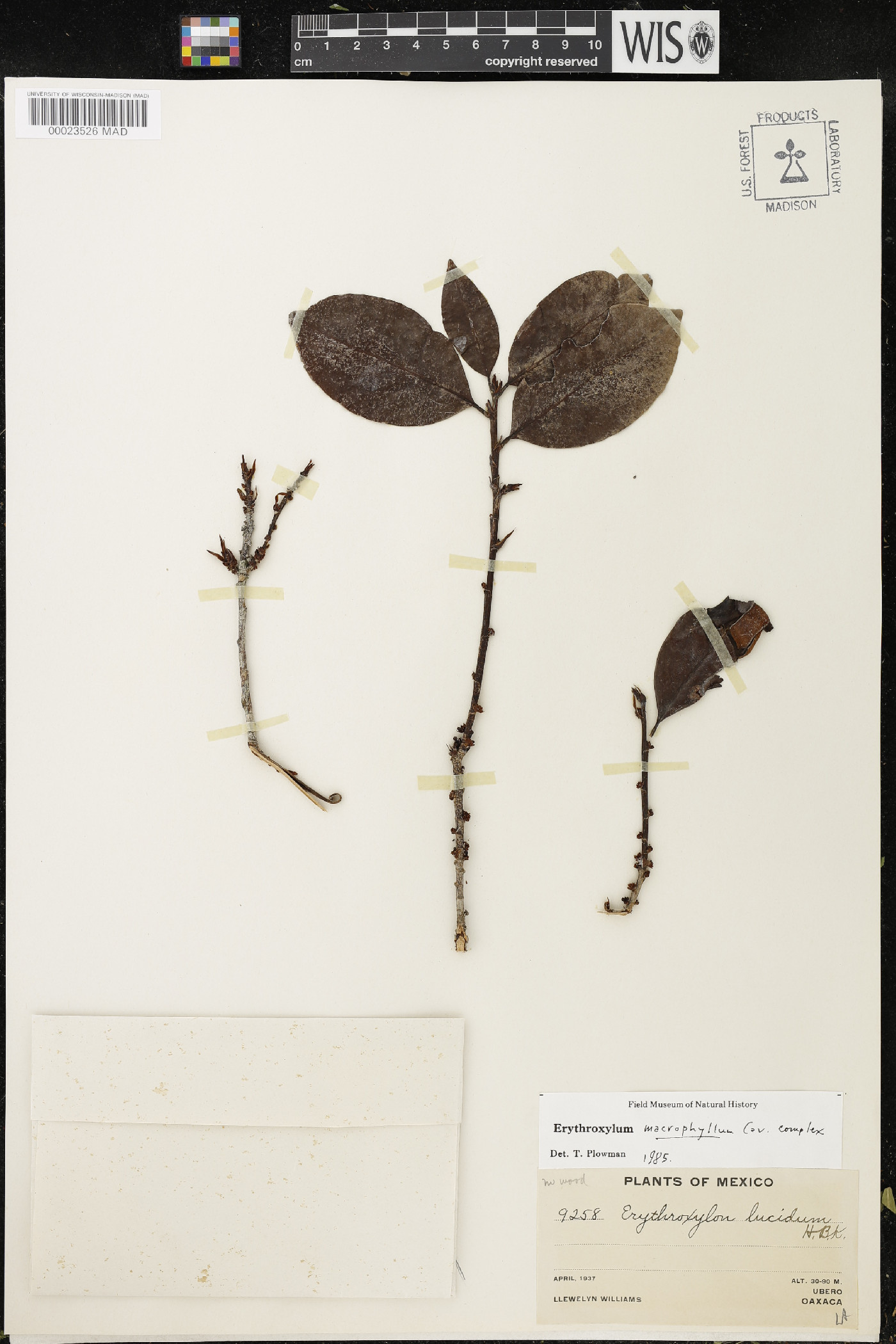 Erythroxylum macrophyllum image