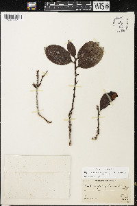 Erythroxylum macrophyllum image