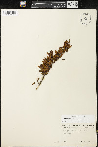 Erythroxylum microphyllum image