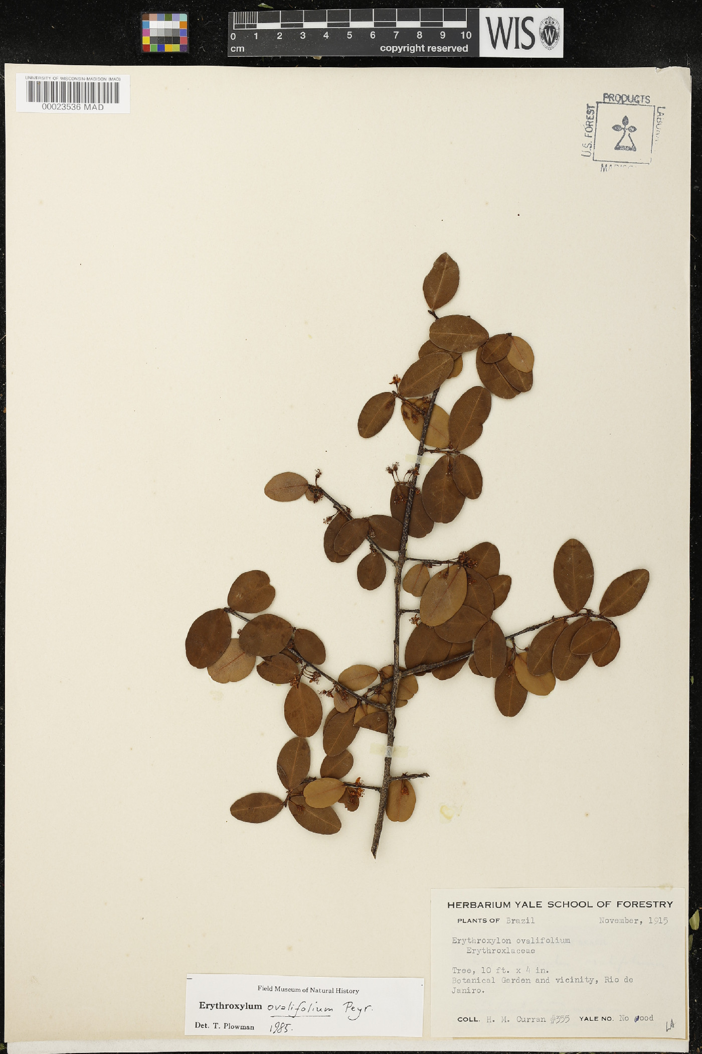 Erythroxylum ovalifolium image