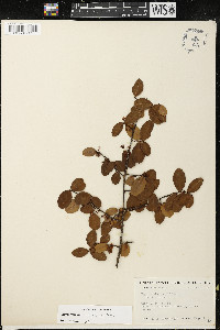 Image of Erythroxylum ovalifolium
