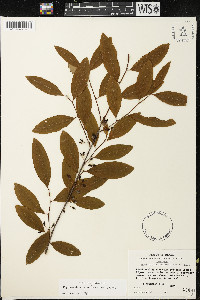 Erythroxylum pelleterianum image