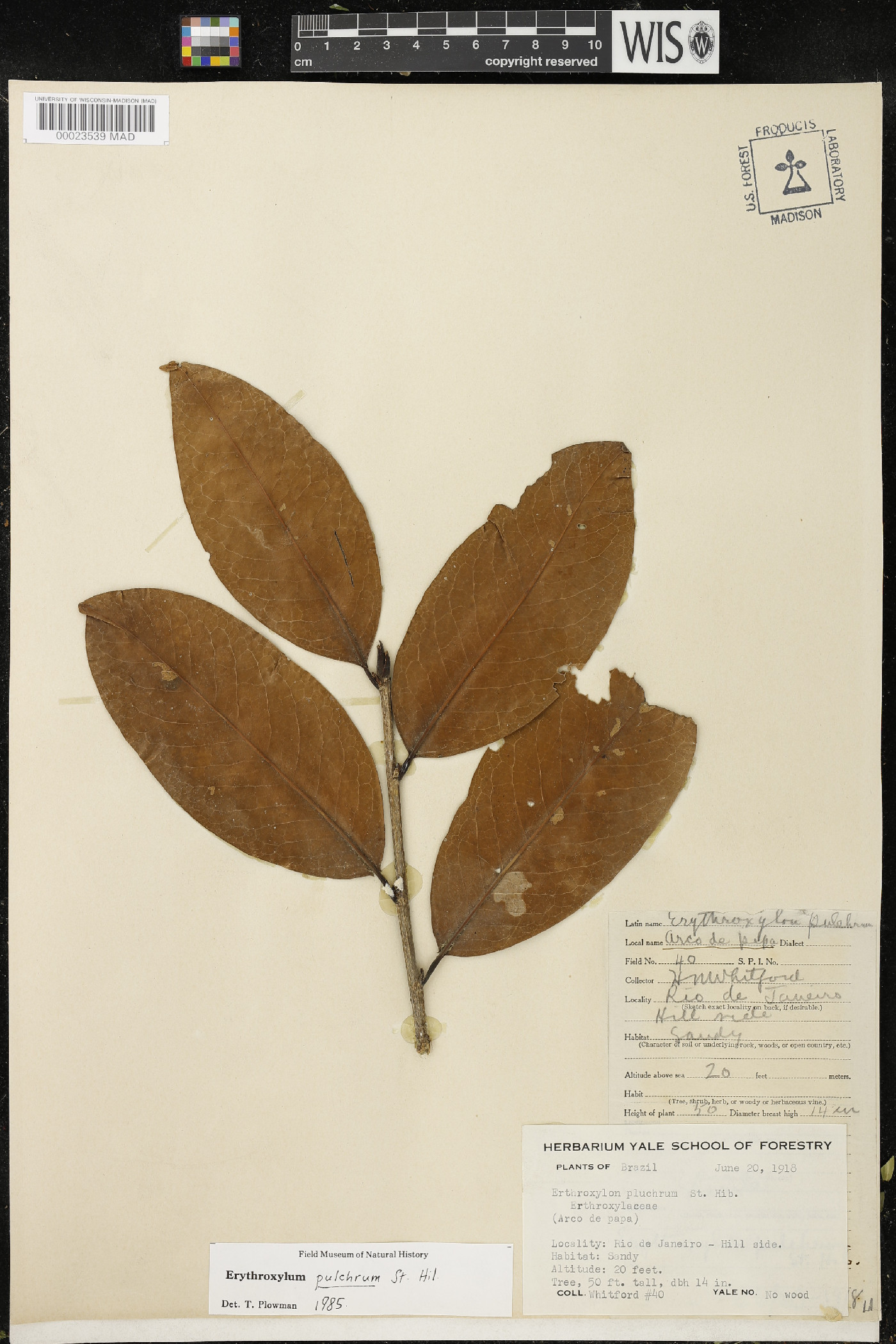 Erythroxylum pulchrum image