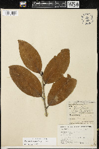 Image of Erythroxylum pulchrum