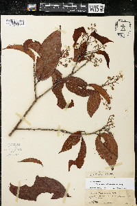 Damburneya umbrosa image