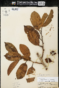 Otoba gracilipes image