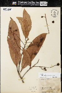 Pleurothyrium trianae image