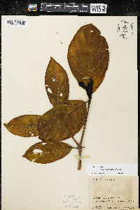Palicourea allenii image