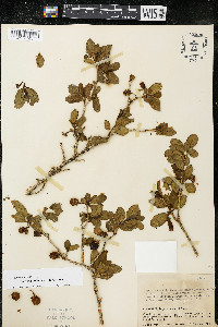 Saracha quitensis image